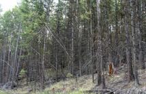 Lot 7 Whispering Pines, Fortine