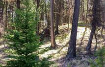 Lot 7 Whispering Pines, Fortine