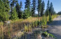 Lot 9 Angus Drive, Rexford