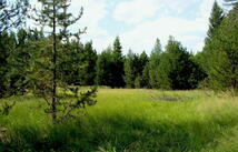 950 Lodgepole Drive, Marion