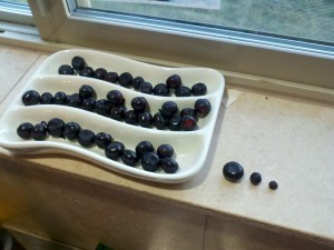 Huckleberries - giant