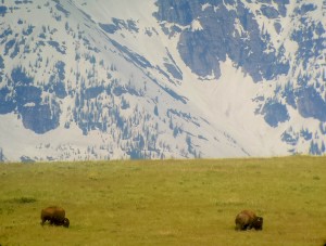 The Bison Range is located south of Charlo, MT