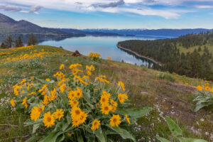 Top Spots to See Wildflowers in Montana